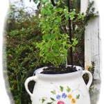Whimsical Garden