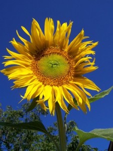 sunflower 1