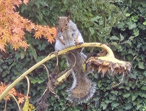 Squirrel sitting on old saggy sunflower staring at viewer