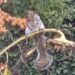 Squirrel sitting on old saggy sunflower staring at viewer