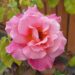 Fully bloomed pink rose with orange center against faded green leaves and a wood fence